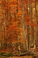 16_Bory Tucholskie